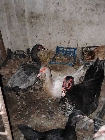 Musk ördəkləri (indoutka) – fərqli rənglərdə damazlıq sürü. - Rənglər