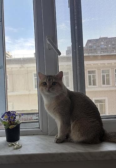 pişiyler: Britan — 2