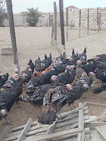 tovuz quşu: Məhsul: Hind toyuqları (xəzdək) Təsvir: - Qara və qəhvəyi tonlarda — 2