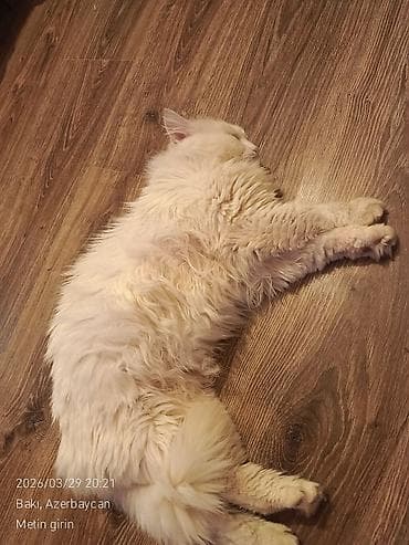 akita amerika: Dişi — 1