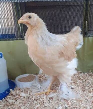 etlik inek cinsleri: Toyuq cücələri, Ətlik — 1