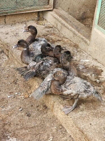 hələb keçisi haqqında məlumat: Lal ördəklər satılır ağır çəki yığan cinslərdir təmiz krasnadar macar — 7