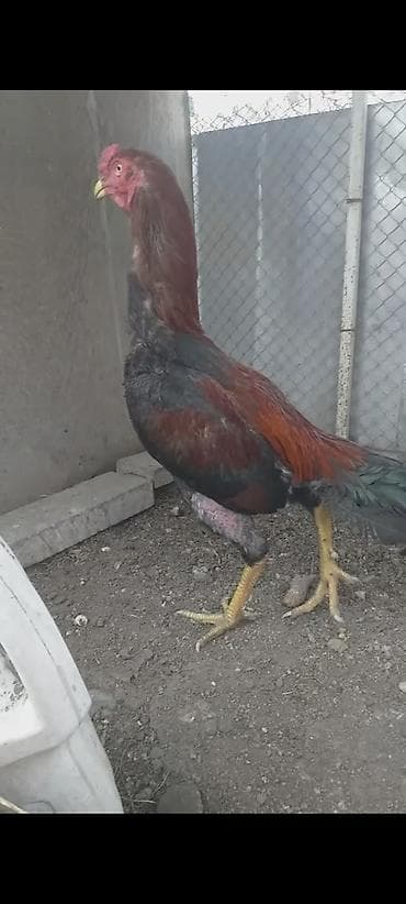 xoruz satışı: Malay döyüş xoruzu – yetkin erkək - Cins: Malay (uzun boy, güclü — 2