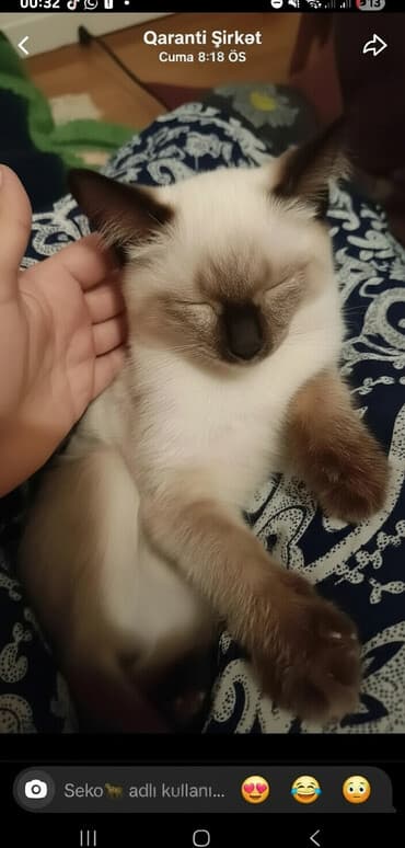 шотландская серебристая шиншилла купить: Сиамская — 3