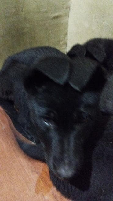 azerbaycanda it adlari: Восточные Авчарки три месяца отроду — 9