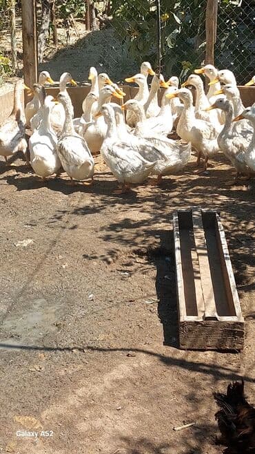 ordek balasi nece gune cixir: Ag ordeklerdi 5ayliqdirlar bir iki aya yumurta da verecekler biri 13 — 4