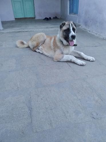 heyvan az: Alabay, 1 il, Erkek, Ünvandan götürmə — 3