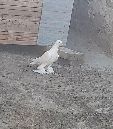 goyərcin yuvalari: Leleyli orta 2 tuk goy quyrugdu war kimidi oynag tutulmadi qanadi — 2