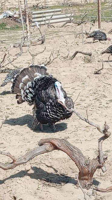 Gəmiricilər: Tecili Kanada hindusqa yumurtasi bugune otuz eded var 9 gunlukdr — 1