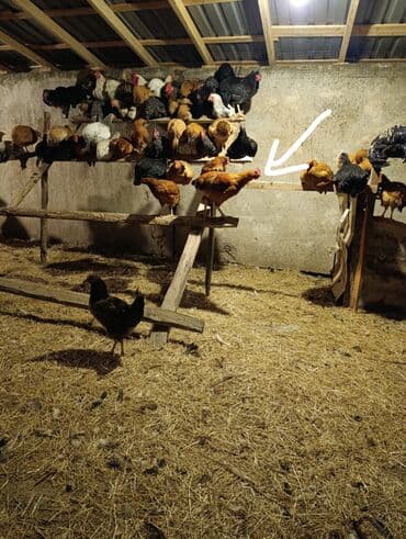 cucə alıram: Toyuq cücələri, Damazlıq, Ödənişli çatdırılma — 3