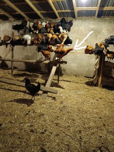 kent cüceleri: Toyuq cücələri, Damazlıq, Ödənişli çatdırılma — 7