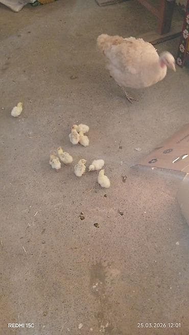 K/t heyvanları və malları: Dişi, Kanada, Ətlik, Ünvandan götürmə — 5