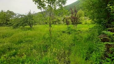masallı kirayə ev: 20 sot, Mülkiyyətçi, Kupça (Çıxarış) — 7