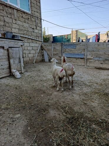 Digər kənd təsərrüfatı heyvanları: Erkək quzu — 3