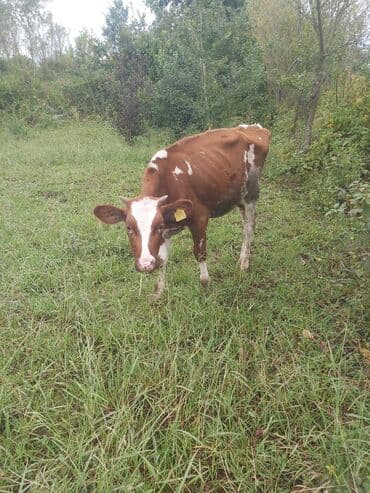 quzu satilir 2021: Dana, buzov, Dişi, ay: 8, 140 kq, Damazlıq, Ünvandan götürmə — 3