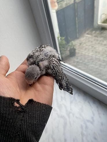 quşlar: Salam hamıya gördüyünüz bala quşlar satılır əsil ələ öyrediləsi — 4