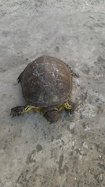 balaca ag itler: El boydadilar iki novde var oz heyatimda boyuyubler bir edeti — 3