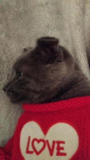 ev pisikleri satışı: Pişik satılır 100-manata. Şotlan pişiyi. oğlandır — 3