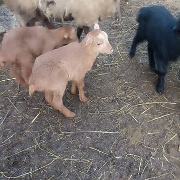 Inəklər, öküzlər: Sağlam Erkey quzudu razılaşma yolu ilə — 1