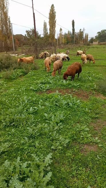 qırmızı kanada: 50 baş orta yaşlı qoyunlardı razılaşmağda olar — 4