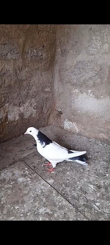 Quşlar: 13 tuk erkeydi tutulma unvan suraxani — 2