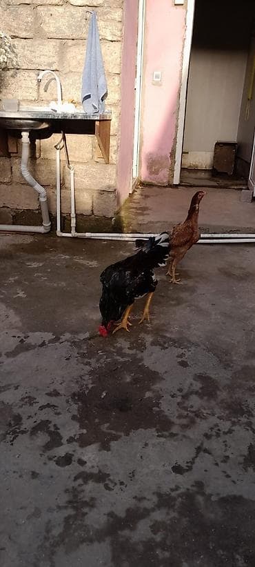 ana bala keci: Xoruz, il: 1, Ünvandan götürmə — 4