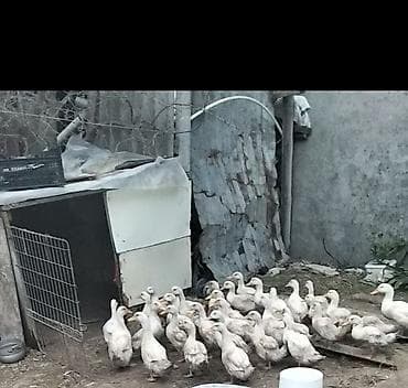 yuxuda ördək balaları görmək: Ətraflı məlumat üçün zəng edin — 1