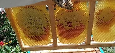 qab desdi: Təbii dağ - meşə balı 🍯 - Şəkillərdə gördüyünüz kimi pətəkdən — 1