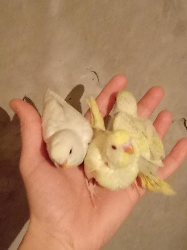 Digər quşlar: Məhsul: Dalğalı tutuquşu (bazarık/parakeet) cütü Təsvir: - Rənglər — 4