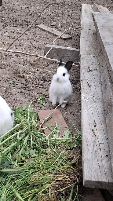 Məhsul: Dekorativ dovşan balaları Təsvir: - Rəng: əsasən ağ