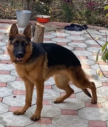 ingilis setteri it cinsinin adı: Alman çoban iti, Erkek — 1