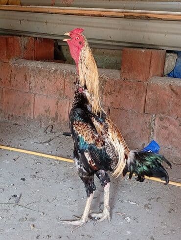 İnformatika: Xoruz, il: 3, Ünvandan götürmə — 1