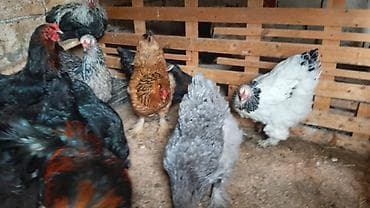 cins toyuqlar: Toyuq, Brama, Damazlıq, Ünvandan götürmə, Ödənişli çatdırılma — 5