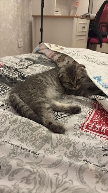 pisik ev: Şotland — 4