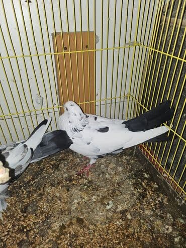 Bülbüllər: Müxtəlif rənglərdə iki göyərçin təklif olunur. Biri gənc, qəhvəyi, boz — 7