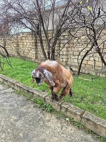 Cins keçi – uzun tüklü, qəhvəyi-qarışıq rəng çaları ilə. Uzun sallanan