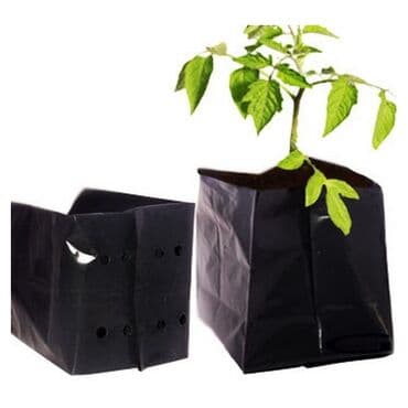 саженцы малины тарус: Şitillerin satişi pomidor xiyar biber badimcan rehan ciyelek unvan — 3