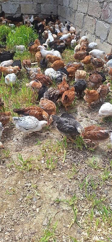 qaz cuceleri: Toyuq cücələri, Ətlik — 2