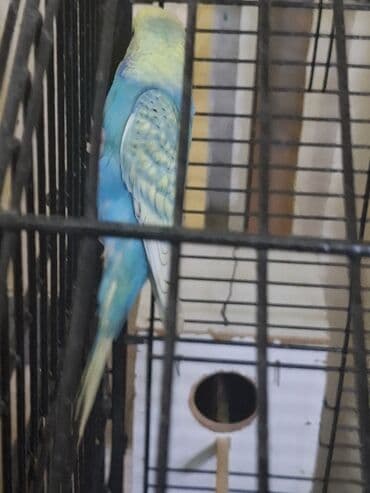 Audi: Qusun renginin gozelliyi goz qabagindadir. Tam saglam papuqaydi — 2