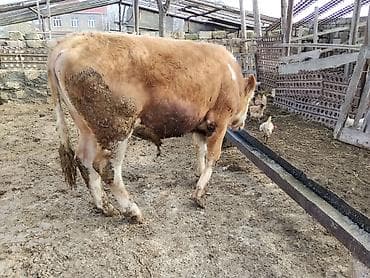 simental inək: Simental tipli dana - Cins: Simental tipli, ətlik istiqamət - Rəng — 4