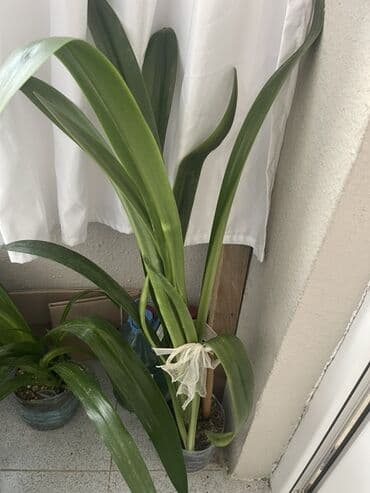 evkalipt bitkisi: Ev bitkiləri dəsti - Tikanlı sütun gövdəli Euphorbia milii (Crown of — 3