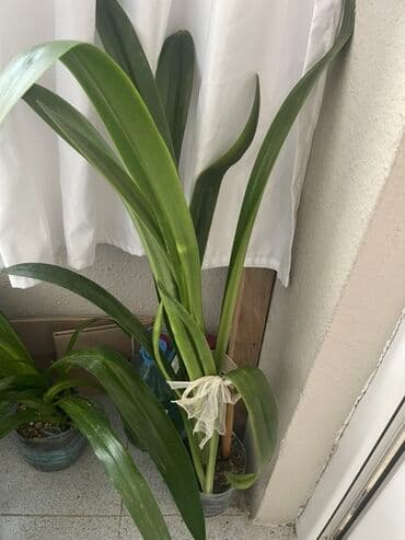 liliya gul: Otaq bitkiləri dəsti - Euphorbia milii (Tikanlı tac) – qalın tikanlı — 3