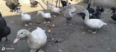 Коровы, быки: Самка, | Lal ordek, Для разведения, Самовывоз — 2