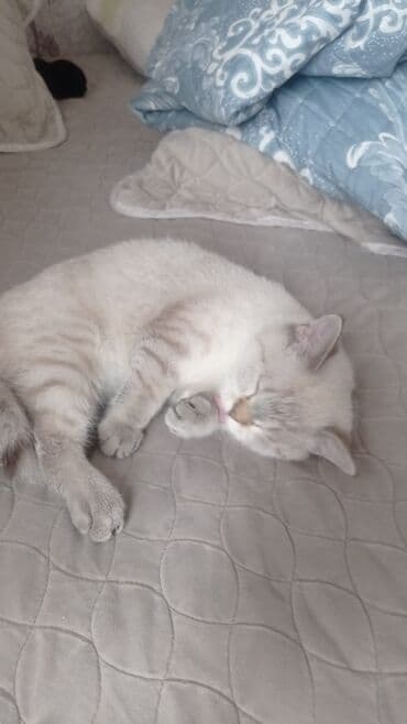 diri qaz: Yaxşı əllərə — 2