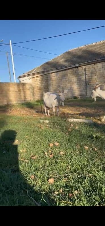 sudluk inekler: Sanen keçileri tam təmiz saf qandı təmizliyinə və sağlamlığına — 7
