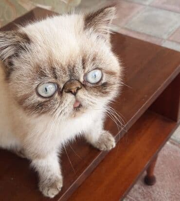 pişik pers: Ekzot, Erkək — 1