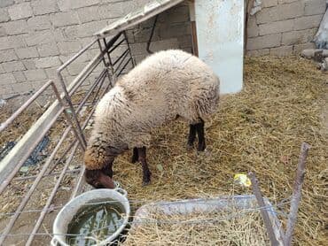 cins inekler azerbaycanda: Qoyun – yerli cins - Rəng: açıq bej yun, baş və ayaqlar tünd-qəhvəyi — 4