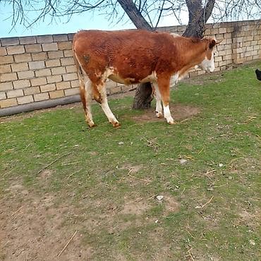 Quşlar: Simental dana — 2