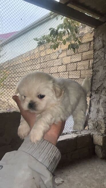 hinduşka balaları: Pekines, 1 ay, Erkek, Pulsuz çatdırılma — 3