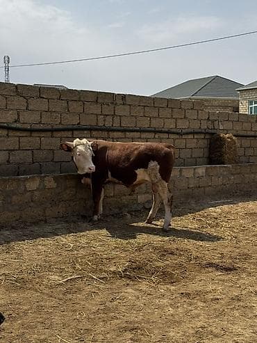 etlik iney: İki baş təmiz qan erkək simmental dana satılır. Böyüyünün 1 yaşı var — 4